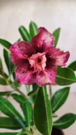 Planta Dobrada 2767 – 30cm – 02 anos