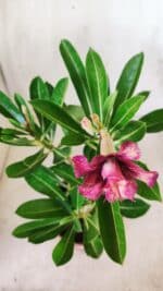 Planta Dobrada 2767 – 30cm – 02 anos - Imagem 4