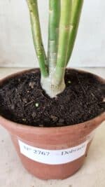 Planta Dobrada 2767 – 30cm – 02 anos - Imagem 7