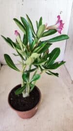 Planta Dobrada 2767 – 30cm – 02 anos - Imagem 6