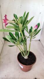 Planta Dobrada 2767 – 30cm – 02 anos - Imagem 5