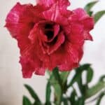 Planta Dobrada 2768 – 30cm – 02 anos