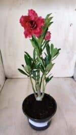 Planta Dobrada 2768 – 30cm – 02 anos - Imagem 2