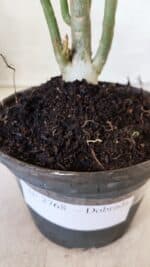 Planta Dobrada 2768 – 30cm – 02 anos - Imagem 6