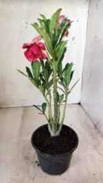 Planta Dobrada 2768 – 30cm – 02 anos - Imagem 5