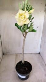 Planta Dobrada 2769 – 30cm – 02 anos - Imagem 2