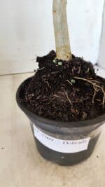 Planta Dobrada 2769 – 30cm – 02 anos - Imagem 7