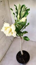 Planta Dobrada 2769 – 30cm – 02 anos - Imagem 6