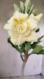 Planta Dobrada 2769 – 30cm – 02 anos