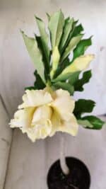 Planta Dobrada 2769 – 30cm – 02 anos - Imagem 4