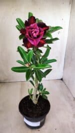 Planta Dobrada 2770 – 30cm – 02 anos - Imagem 2