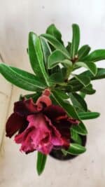 Planta Dobrada 2770 – 30cm – 02 anos - Imagem 4