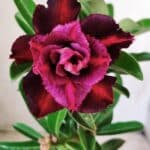 Planta Dobrada 2770 – 30cm – 02 anos