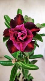 Planta Dobrada 2770 – 30cm – 02 anos