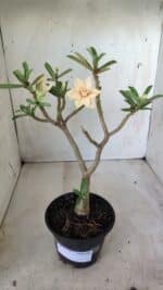 Planta Dobrada 2771 – 30cm – 02 anos - Imagem 2