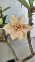 Planta Dobrada 2771 – 30cm – 02 anos