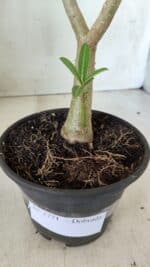 Planta Dobrada 2771 – 30cm – 02 anos - Imagem 6