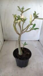 Planta Dobrada 2771 – 30cm – 02 anos - Imagem 5