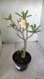 Planta Dobrada 2771 – 30cm – 02 anos - Imagem 4