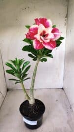 Planta Dobrada 2772 – 40cm – 03 anos - Imagem 2