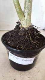 Planta Dobrada 2772 – 40cm – 03 anos - Imagem 8