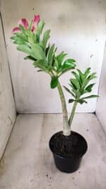 Planta Dobrada 2772 – 40cm – 03 anos - Imagem 6