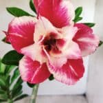 Planta Dobrada 2772 – 40cm – 03 anos