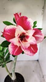 Planta Dobrada 2772 – 40cm – 03 anos