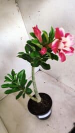 Planta Dobrada 2772 – 40cm – 03 anos - Imagem 5