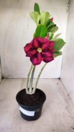Planta Dobrada 2773 – 30cm – 02 anos - Imagem 2
