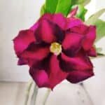 Planta Dobrada 2773 – 30cm – 02 anos