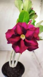 Planta Dobrada 2773 – 30cm – 02 anos