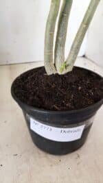 Planta Dobrada 2773 – 30cm – 02 anos - Imagem 7