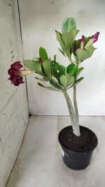 Planta Dobrada 2773 – 30cm – 02 anos - Imagem 6