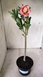 Planta Dobrada 2774 – 30cm – 02 anos - Imagem 2