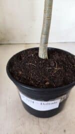 Planta Dobrada 2774 – 30cm – 02 anos - Imagem 6