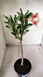 Planta Dobrada 2774 – 30cm – 02 anos - Imagem 4