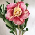 Planta Dobrada 2774 – 30cm – 02 anos