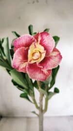 Planta Dobrada 2774 – 30cm – 02 anos