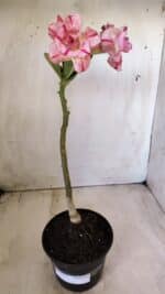 Planta Dobrada 2775 – 30cm – 02 anos - Imagem 2