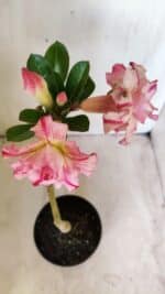 Planta Dobrada 2775 – 30cm – 02 anos - Imagem 5