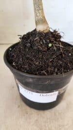 Planta Dobrada 2775 – 30cm – 02 anos - Imagem 8