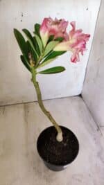 Planta Dobrada 2775 – 30cm – 02 anos - Imagem 7
