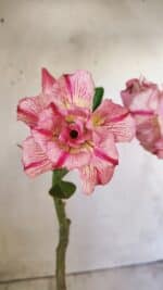 Planta Dobrada 2775 – 30cm – 02 anos - Imagem 4