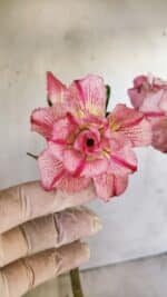 Planta Dobrada 2775 – 30cm – 02 anos