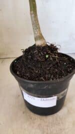 Planta Dobrada 2775 – 30cm – 02 anos - Imagem 6