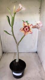 Planta Dobrada 2776 – 30cm – 02 anos - Imagem 2