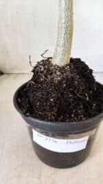 Planta Dobrada 2776 – 30cm – 02 anos - Imagem 6