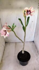 Planta Dobrada 2776 – 30cm – 02 anos - Imagem 5