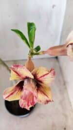 Planta Dobrada 2776 – 30cm – 02 anos - Imagem 4